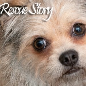 Gidget-RescueStoryHD