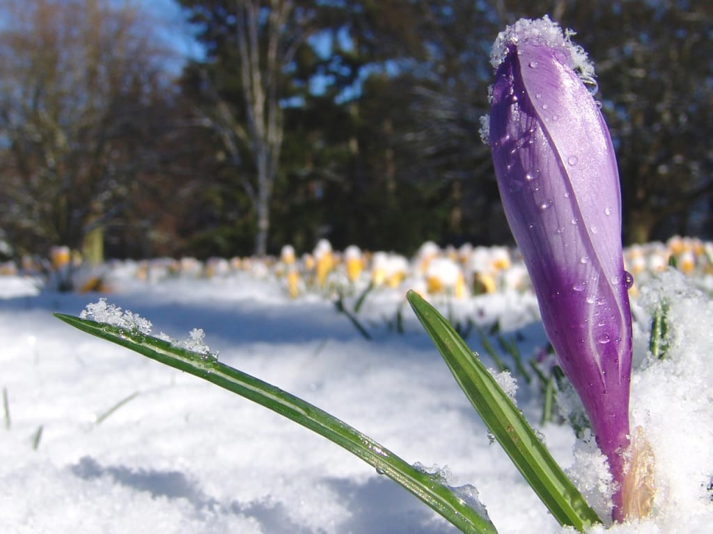purple-crocus-close-up