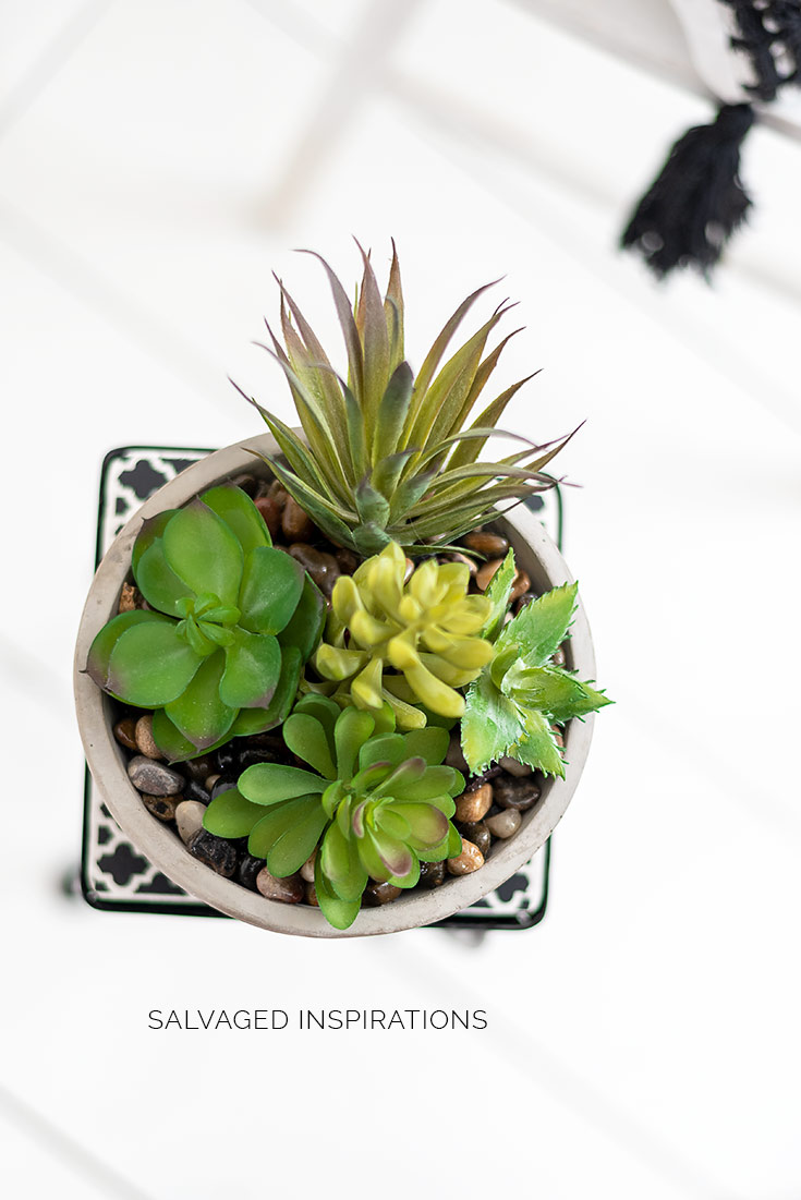 Top View of Succulent on Small Plant Stand