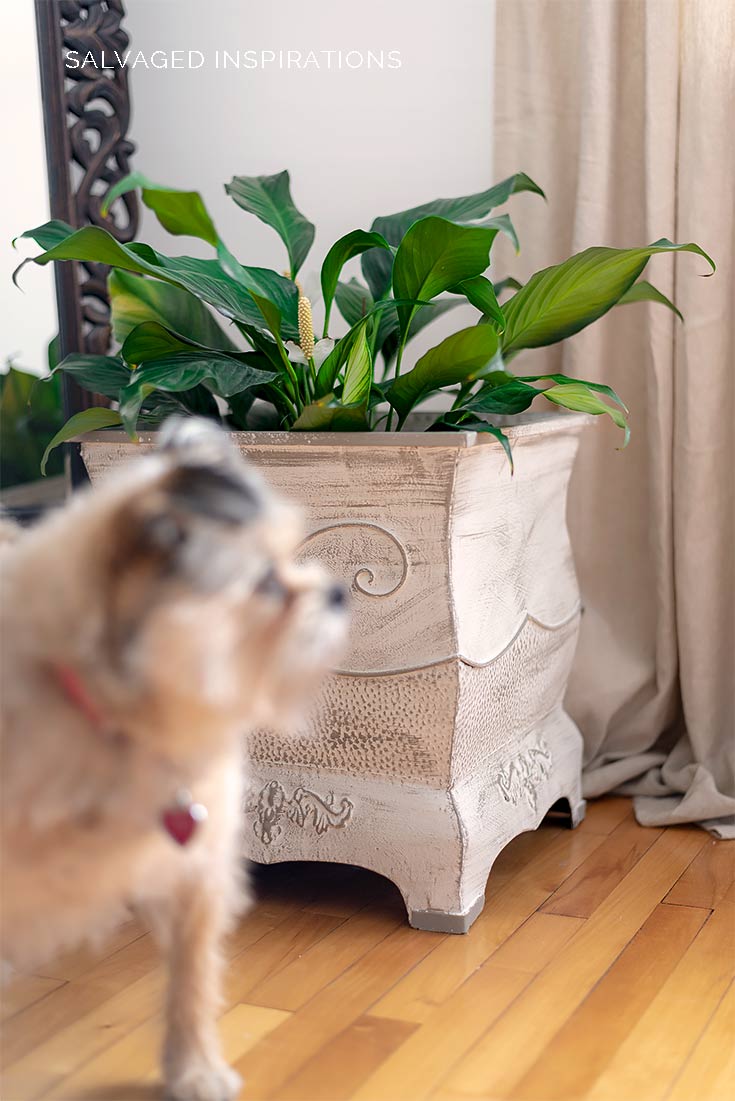 Gidgy w Metal Painted Planter