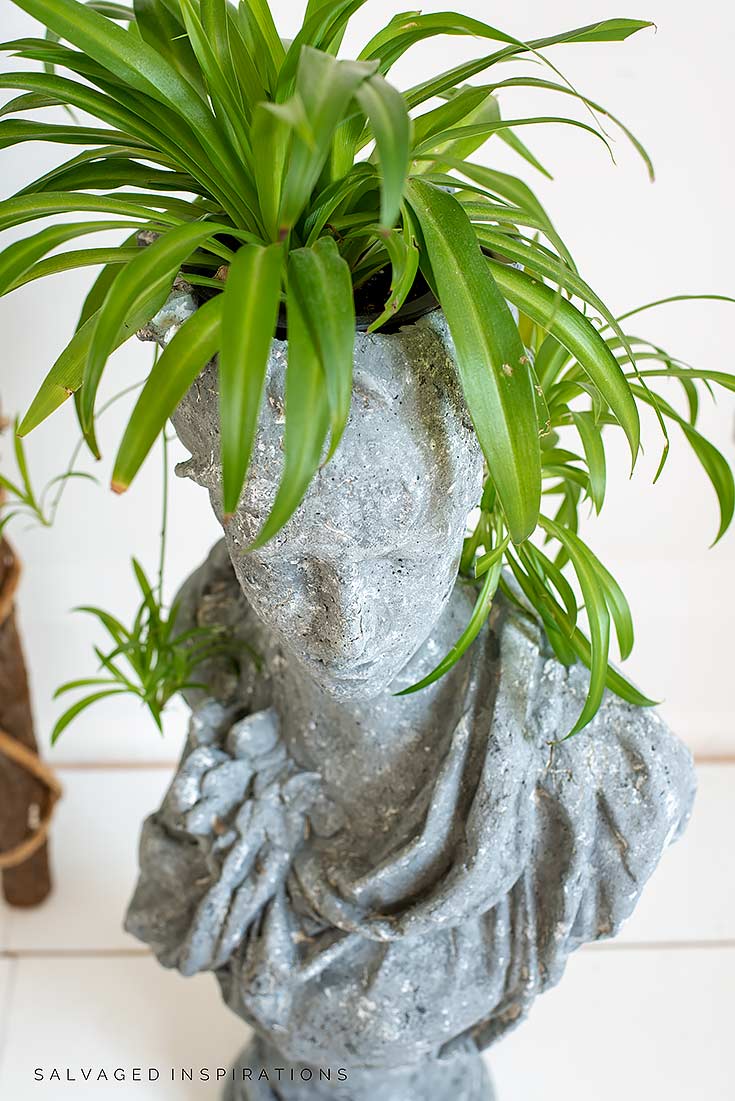 Spider Plant in Concrete Face Planter