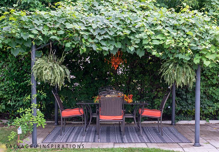 Grape Vine Covered Gazebo