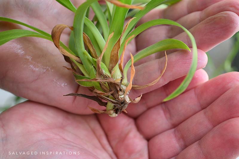 Node On Baby Spider Plant