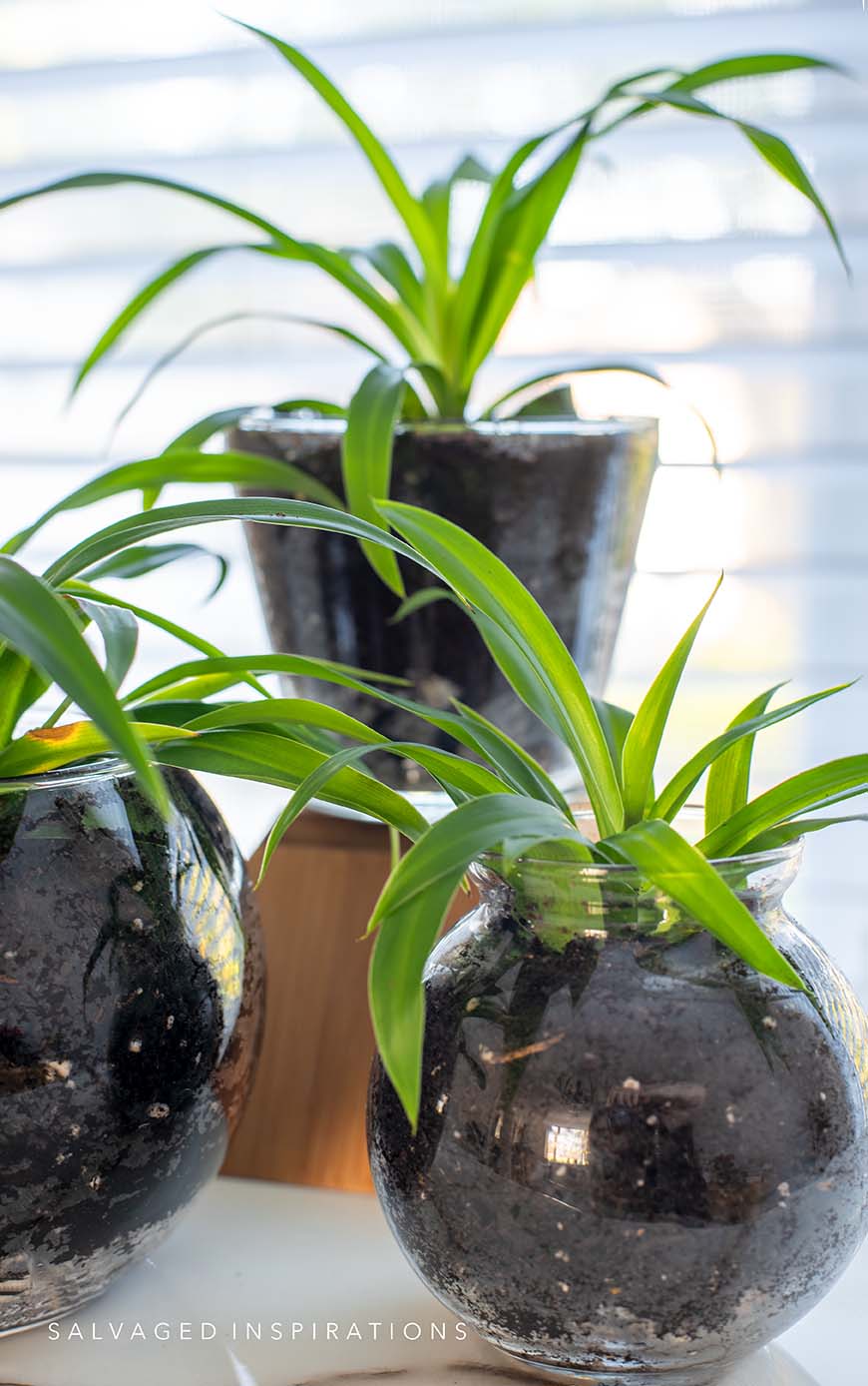 Propagated Spider Plants