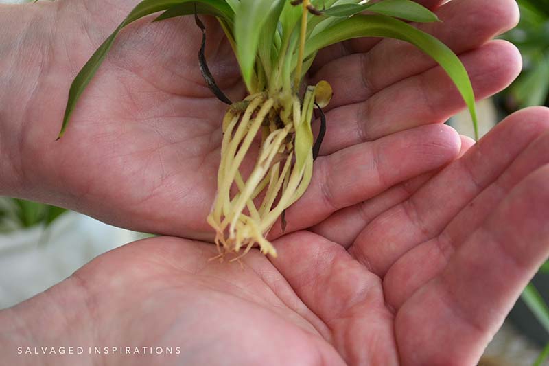 Two Week Old Spider Plant Roots
